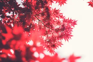 Selective Focus Photography Of Maple Tree Wallpaper