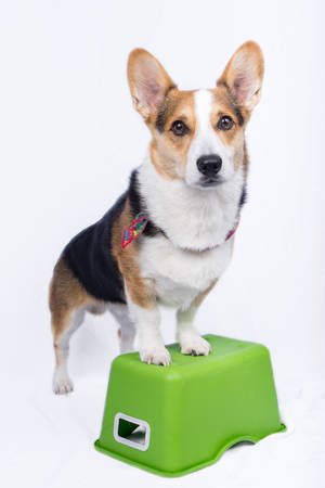 Selective Focus Photography Of Pembroke Welsh Corgi Wallpaper