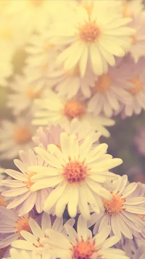 Sepia-toned Daisy Bloom On Phone Screen Wallpaper