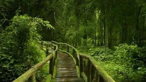 Serene_ Bamboo_ Forest_ Pathway.jpg Wallpaper
