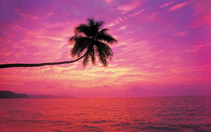 Serene Beach Sunset With Single Palm Tree Wallpaper