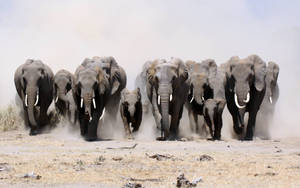 Serene Elephant Herd Grazing On Plains Wallpaper