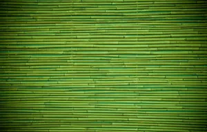 Serene Green Bamboo Forest Wallpaper