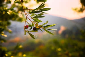 Serene Silence Among The Olive Tree Wallpaper