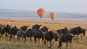 Serengeti National Park Wildebeests Hot Air Balloons Wallpaper