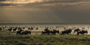 Serengeti National Park Wildebeests Migration Wallpaper