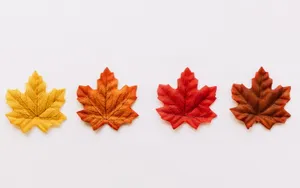 Series Of Maples Leaves Wallpaper