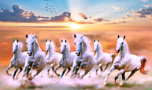 Seven White Horses Sunset Gallop Wallpaper
