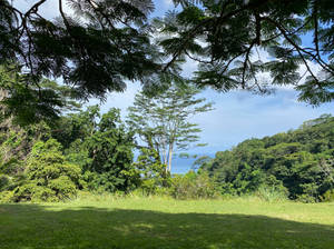 Seychelles Anse Royale Forest Wallpaper