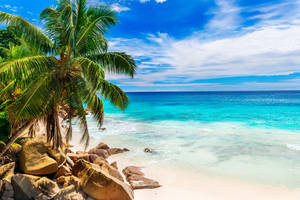 Seychelles Anse Victorin Wallpaper