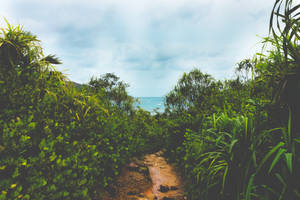 Seychelles Curieuse Rainforest Wallpaper