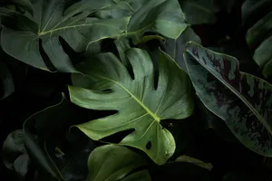 Shades Of Green Leaves Wallpaper