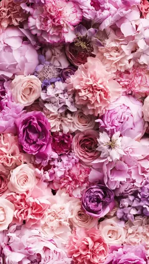 Shades Of Purple And Pink Rose Iphone Wallpaper