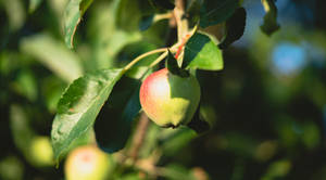 Shallow Focus Apple Fruits Wallpaper