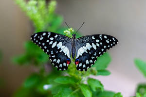 Shallow Focus Photo Of Black And White Butterfly Wallpaper
