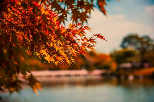 Shallow Focus Photography Of Orange Leafed Tree During Daytime Wallpaper