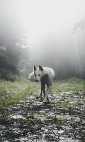 Shallow Focus Photography Of White Wold Wallpaper