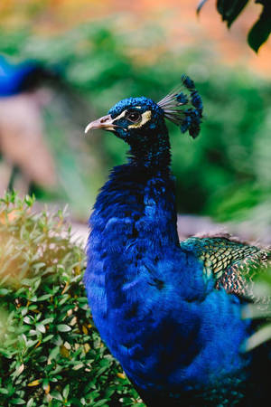 Shallow Focus Portrait Of Peacock Wallpaper