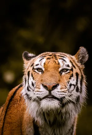 Shallow Focus Tiger Iphone Wallpaper