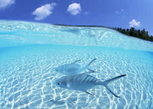 Shallow Water Creatures Wallpaper