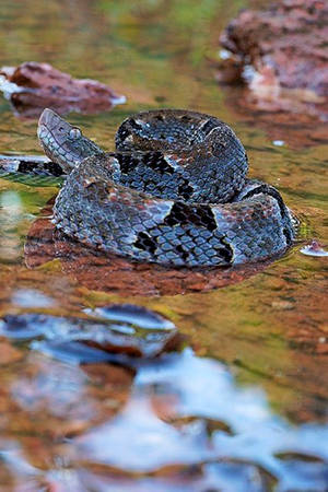 Sharp Black Water Moccasin Wallpaper