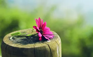 Sharp Edged Lonely Flower Wallpaper