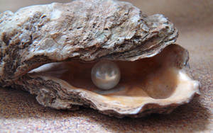 Shell With Pearl Close-up Wallpaper