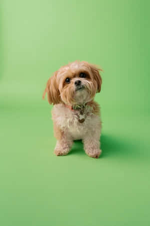 Shih Tzu Green Themed Photoshoot Wallpaper