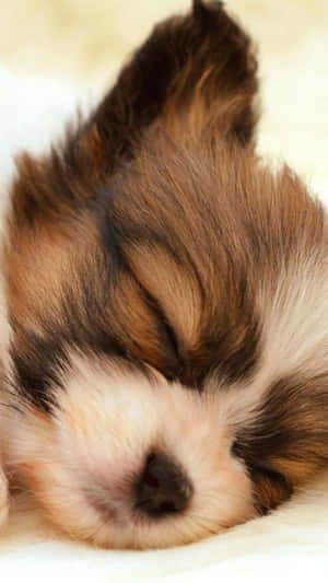 Shih Tzu Sleeping Brown And White Fur Wallpaper