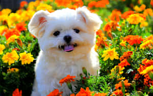 Shih Tzu Smiling In A Garden Of Flowers Wallpaper