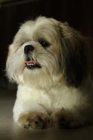 Shih Tzu White And Brown Fur Wallpaper