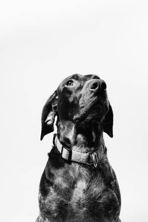 Short-coated Black Dog Wallpaper