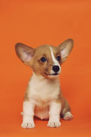Short-coated Brown And White Puppy Sitting On Floor Wallpaper