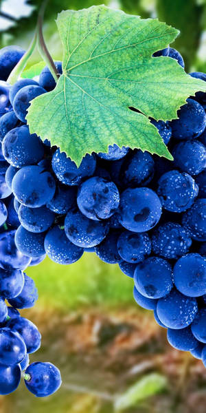 Shot Of Concord Grapes Wallpaper