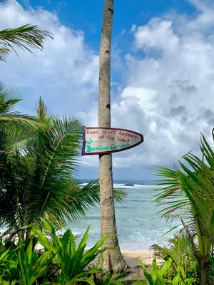 Siargao Island Bamboo Garden Wallpaper