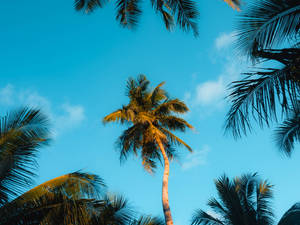 Siargao Island Coconut Trees Low Angle Wallpaper