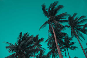 Siargao Island Palm Trees Wallpaper