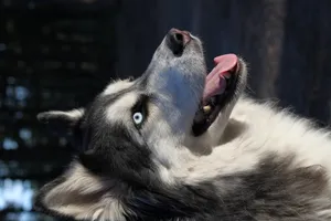 Siberian Husky In Deep Thoughts Wallpaper