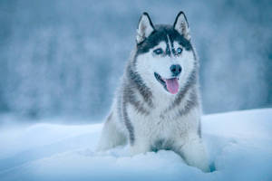 Siberian_ Husky_in_ Snowy_ Landscape.jpg Wallpaper