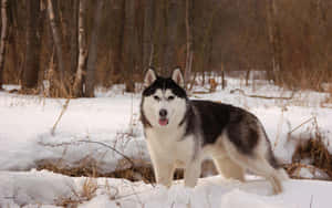 Siberian Huskyin Snowy Forest.jpg Wallpaper