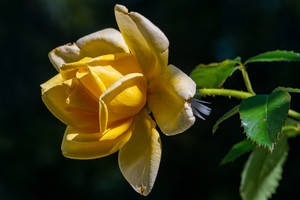 Side View Yellow Rose Hd Wallpaper