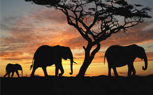 Silhouette Of An Elephant Family Enjoying A Sunny Day Wallpaper