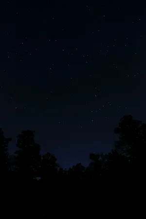 Silhouette Trees Pure Black Hd Phone Digital Art Wallpaper