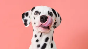 Silly Dalmatian Tongue Out Wallpaper