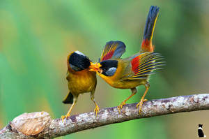 Silver-eared Mesia Birds Wallpaper