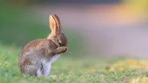 Silver Fur Rabbit Wallpaper