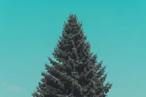 Simple Clean Pine Tree Wallpaper