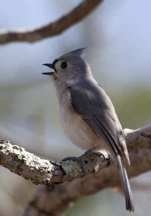 Singing Titmouseon Branch Wallpaper