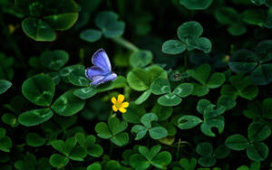 Single Blue Butterfly Wallpaper