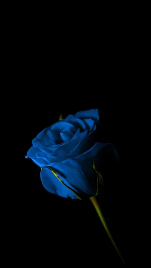 Single Blue Rose Amid Darkness Wallpaper